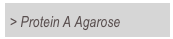 > Protein A Agarose