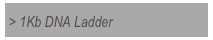 > 1Kb DNA Ladder